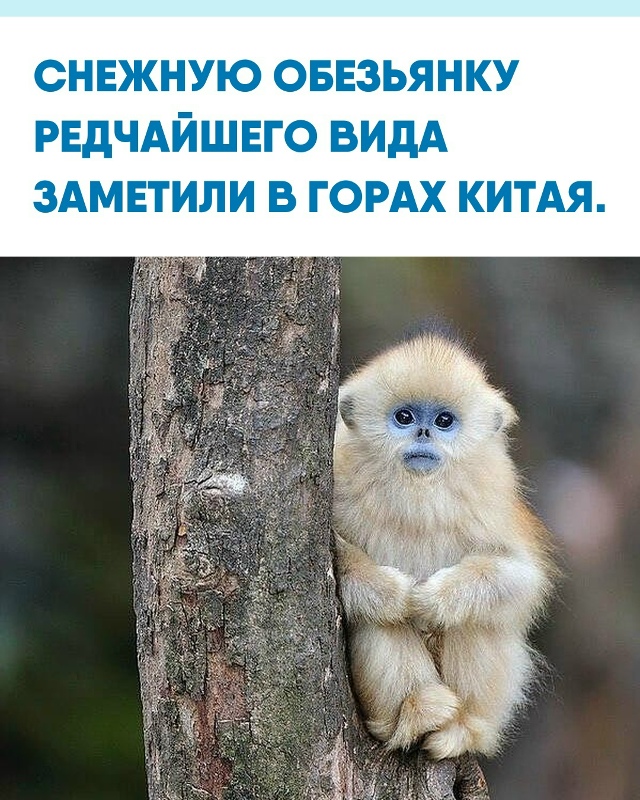 Фотографу посчастливилось запечатлеть редкое и удиви?...