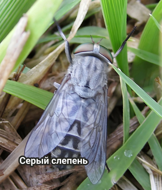 ⚡️Ладно, убедили😀