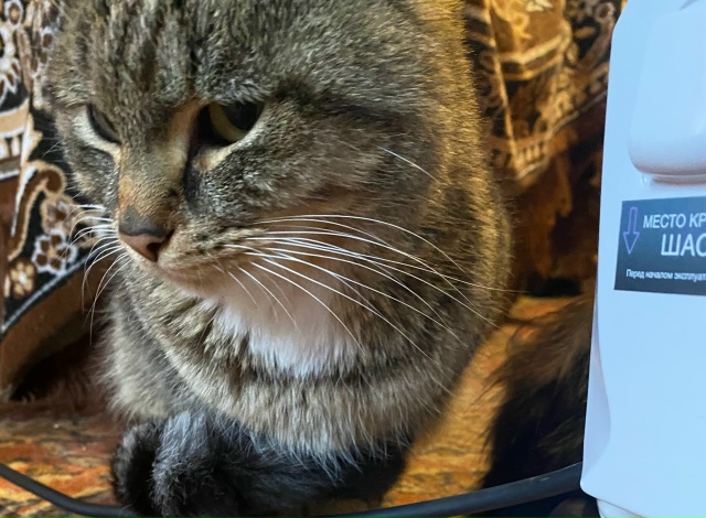 ( анонимно пожалуйста)
Добрый день! ☀
🐈🐈‍⬛ с насту?...