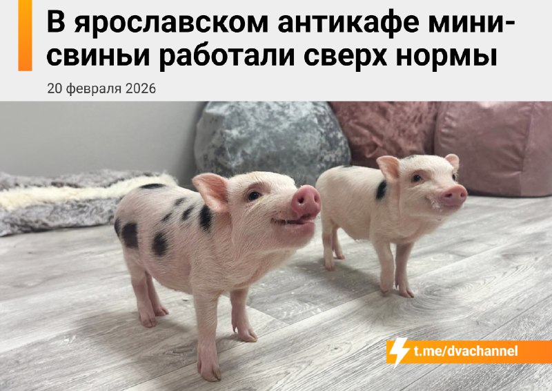 Маленькие свиньи месяцами пахали сверх нормы в ярославском антикафе
Россельхознадзор выдал владельц