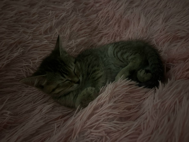 помогите пристроить котенка в хорошие руки,
это кира, д...