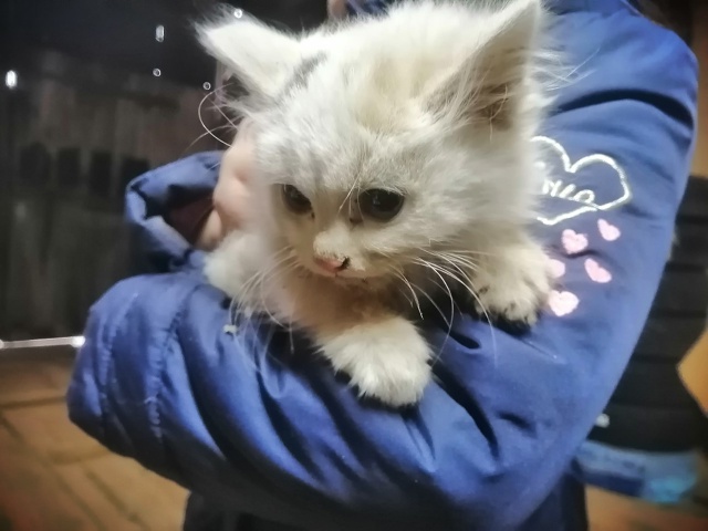 Чей котенок? Пришёл к нам в гараж и не уходит. Не ручной,...