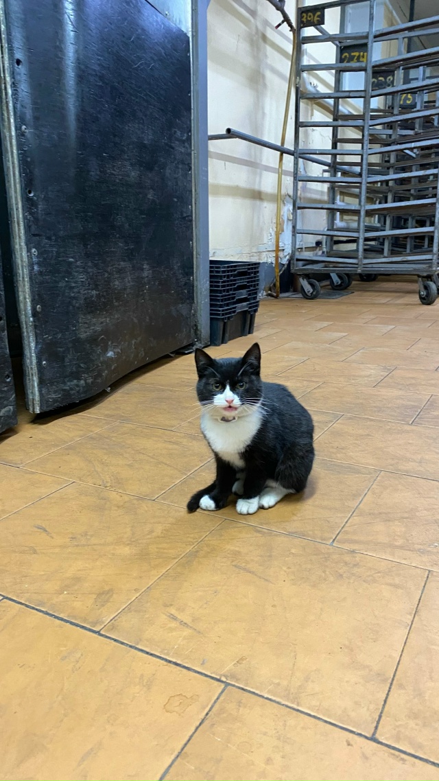 Потерялся котенок
Видно, что домашний, с фиолетовым ош?...