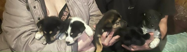 Щенят ждёт улица😭😭😭😭😭
Ищут дом,СРОЧНО 🏡🤞🏼
На ...