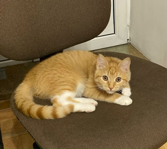 Позвольте присоединиться к сообществу солнечных коти?...