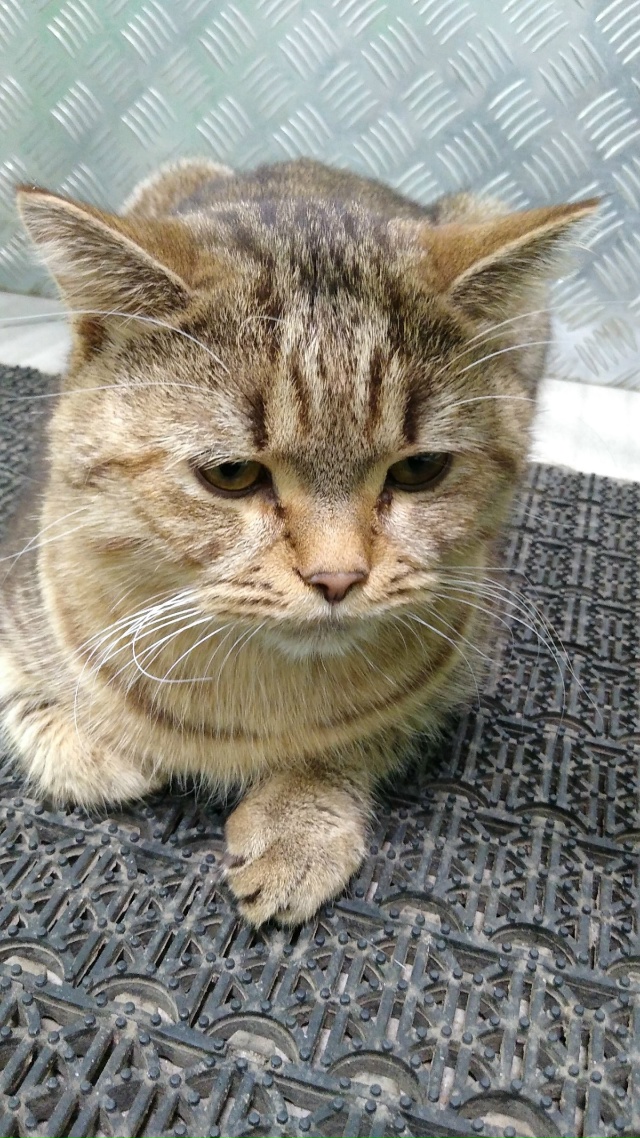 Кота бросили на улицу, красивый, большой, ласковый, чис?...