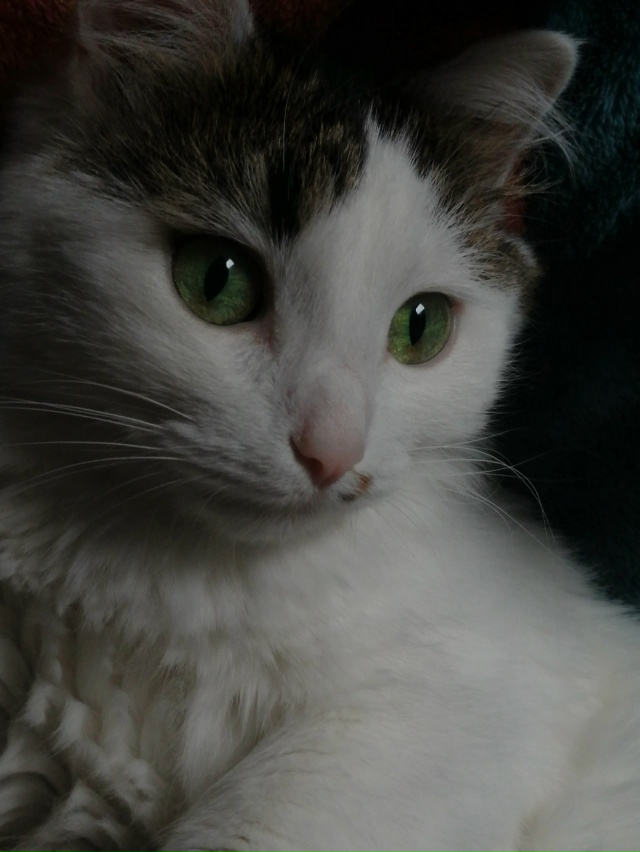 ❗❗ Потерялась кошка ❗❗
Зовут Маруся.
Выпала из окна ?...