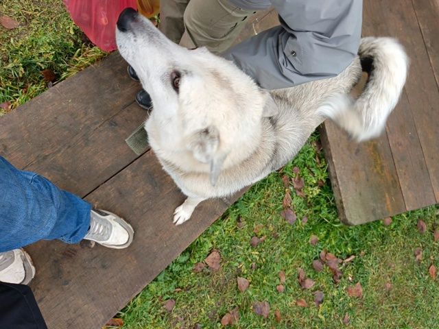 Третий день бегает в деревне Малое Фомино собака, на ош...