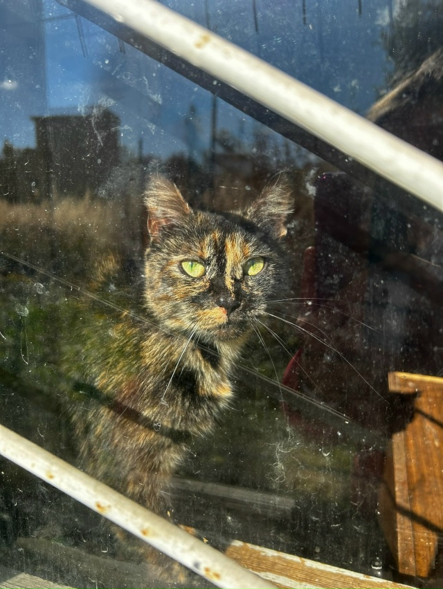 КОРИЦА ищет свой дом! 🧡
Вы любите булочки с корицей?
П?...