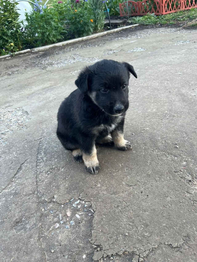 Отдам в добрые руки щенок помесь овчарки и дворняги. Кр...