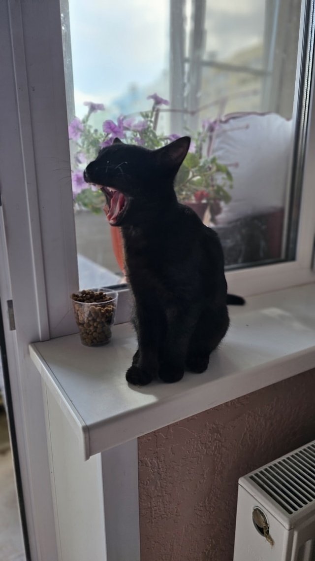 Ласковый котомальчик ищет себе новый дом ❤🐈‍⬛
Мал?...