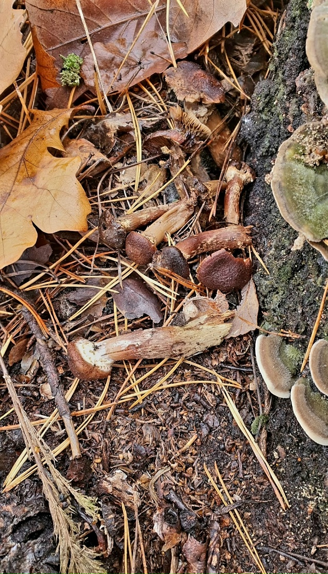 Лес утонул в густом тумане...Зрелище скажу такое- таинс?...