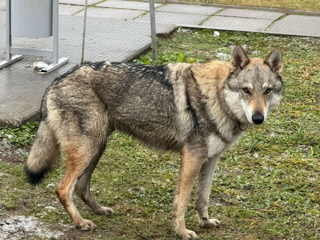 В районе газоперекачки бегает чей-то пёс, видно что дом...