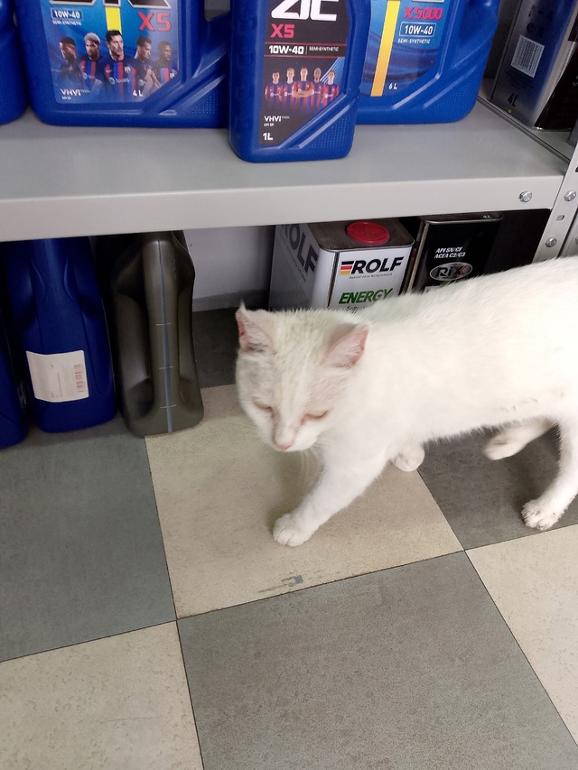 Ваши вопросы.
1⃣ Нашлась собака около пятой школы на п?...