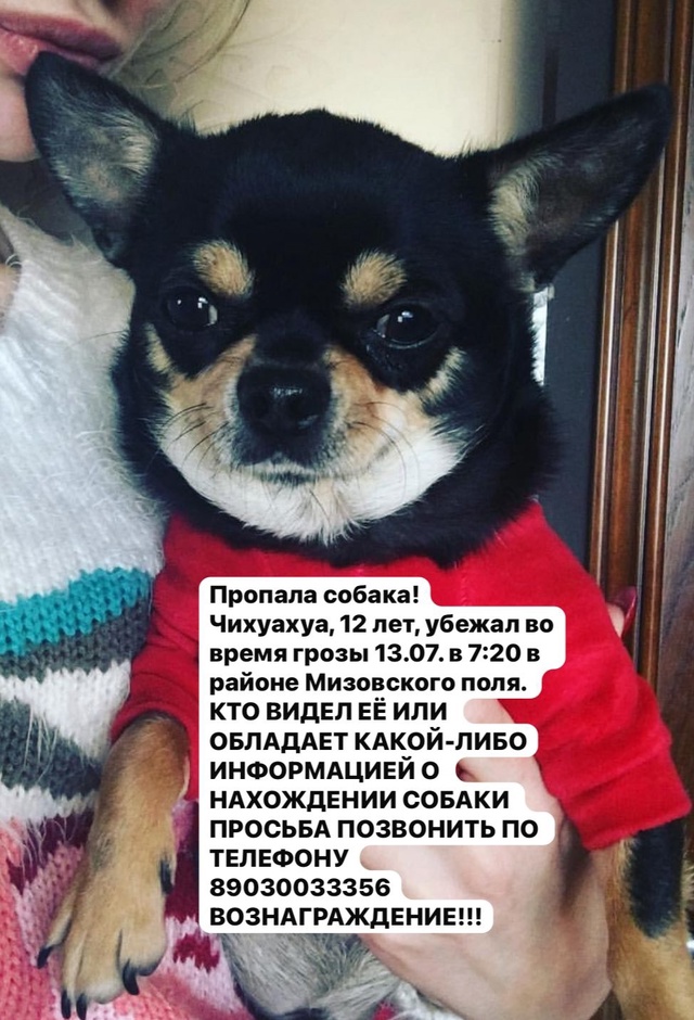 Пропала собака!
Чихуахуа, 12 лет, убежал во время грозы 13...