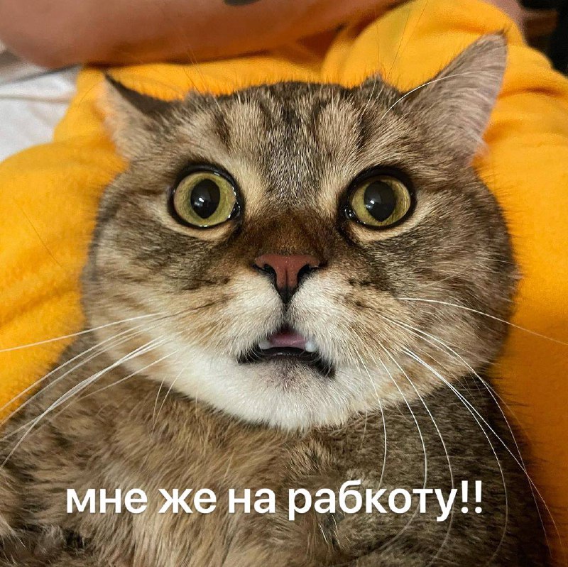 Када с утра думаешь, что проспал, но потом вспоминаешь, что ты кот и тебе никуда не надо