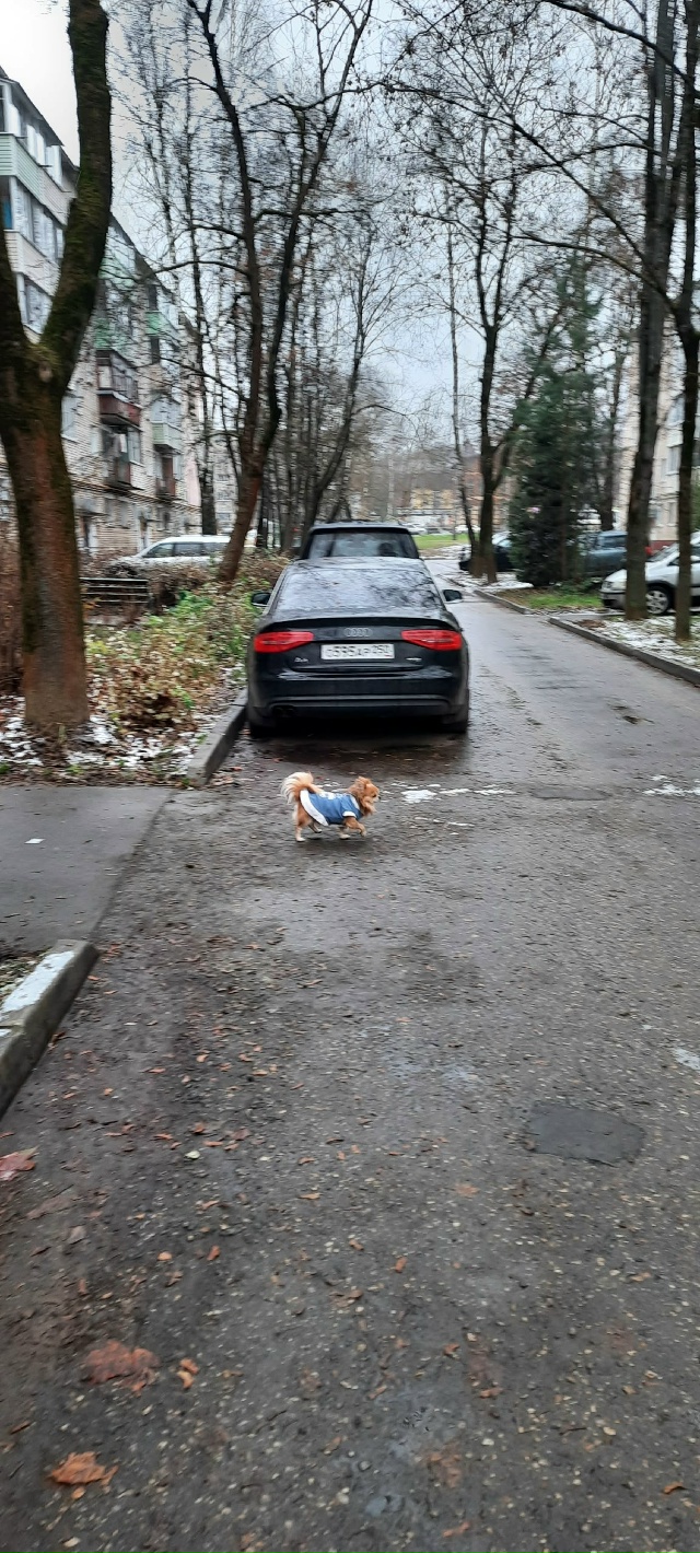 Возможно, потеряшка.
Бегала возле домов 11-13 ул.Московск...