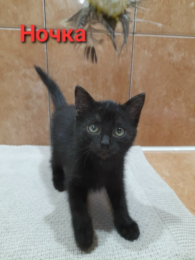 Мы КОТЯТА, шустрые ребята 😽,
Очень ИЩЕМ ДОМ 🏠,
Чтоб сч?...