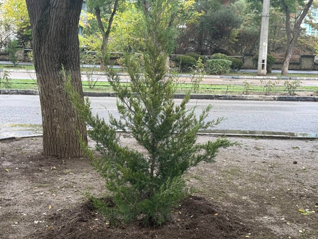 ?Продолжается осенний этап озеленения города.
На дан...