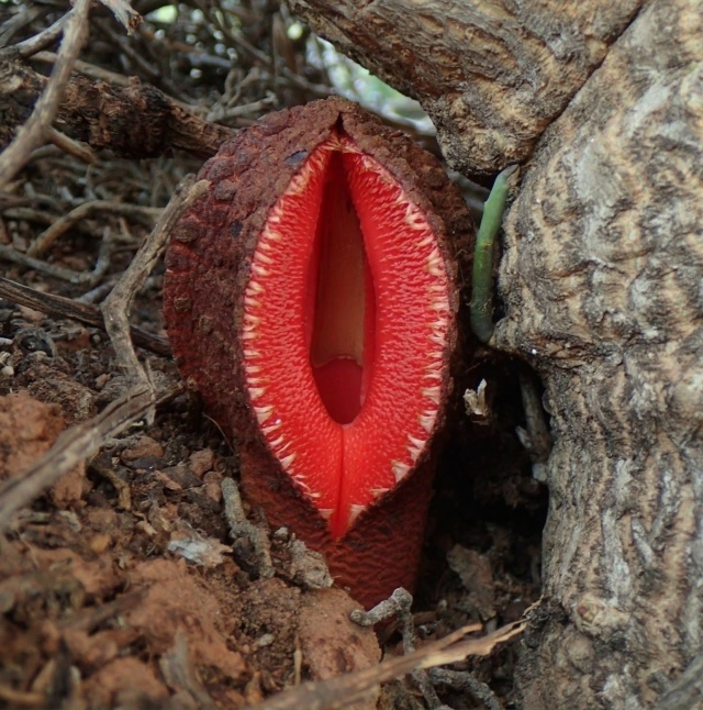 ? Рaстение, котopое паxнет смеpтью и живёт зa чyжoй cчёт.
И...