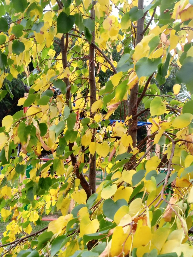 В начале августа в Орск внезапно пришла осень 🍁🍁🍁