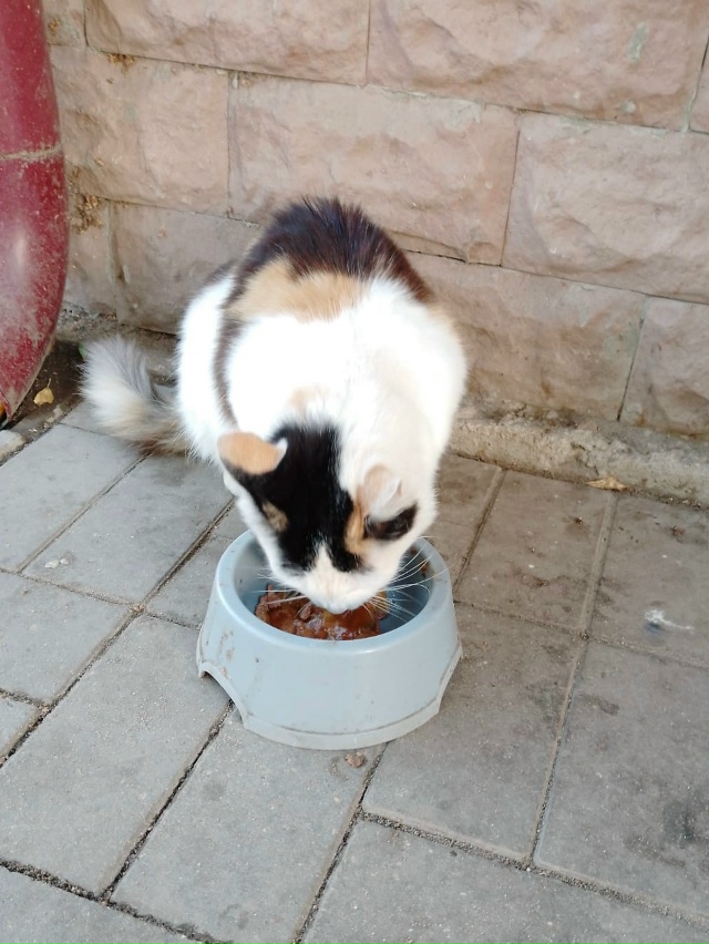 Пропала кошка, жила у магазина «Фасоль» на ул. Московс?...