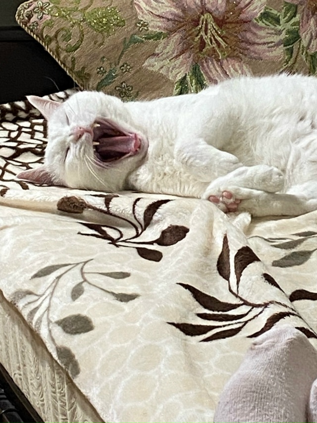 Котики не зевают - котики поют 🎶🐾🐾