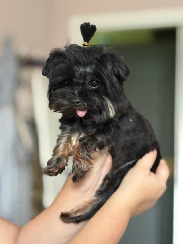 🐕 Новые правила для владельцев собак приняли в Питере...