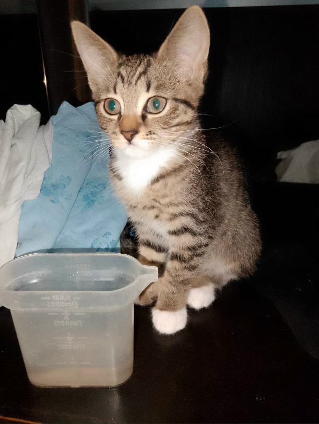 Ищу дом! Всё умею всё знаю! +79806591599.