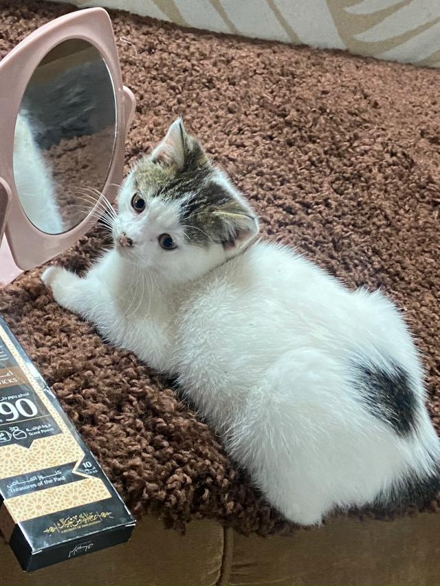 Найден котёнок на трассе (мальчик) между д. Сорога и д. П...