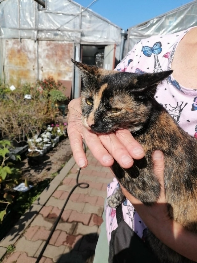 💛Красавица Мурка ищет дом!!!🖤
Трёхцветная, гладкошё...