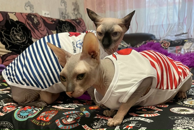 Знакомьтесь: Канадский эльф-Эля и Донская подружка- Пи?...