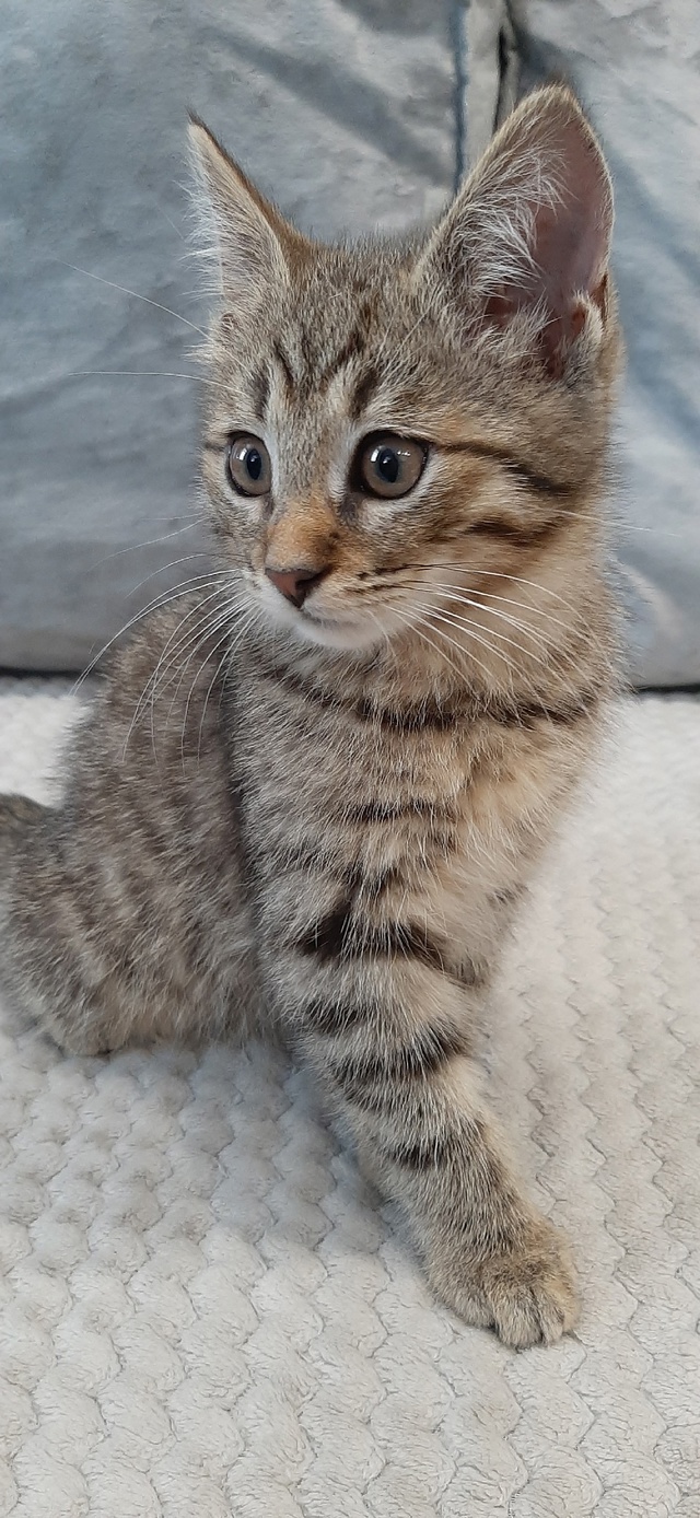 Вашему вниманию - брелок от тигра! 🐯
Играет со всем, чт...