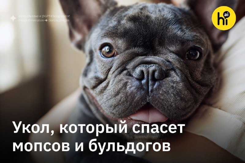 ⚡️ Ученые создали укол, который помогает мопсам и бульдогам нормально дышать
Австралийские ученые и