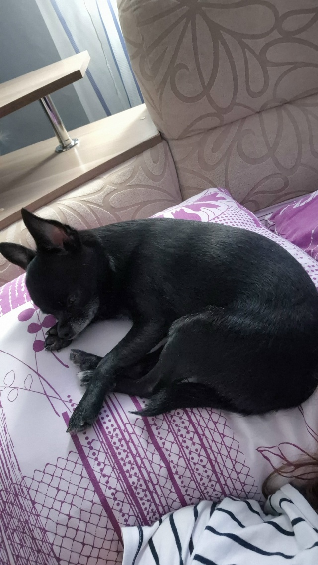 ПОМОГИТЕ, ПОЖАЛУЙСТА!
4.10.2025 УБЕЖАЛА СОБАКА ЧИХУА-ХУА ПО...