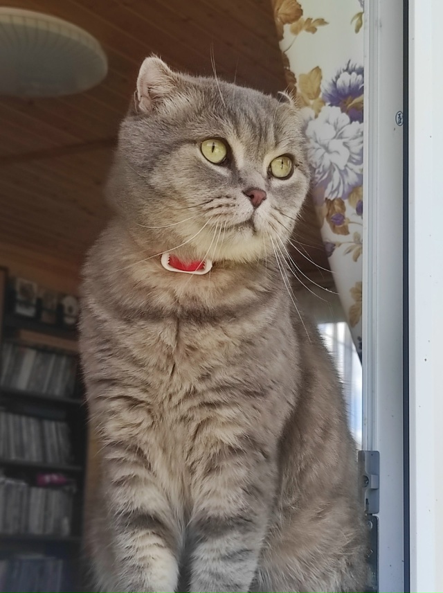 Кот Тимофей желает всем доброго утра!