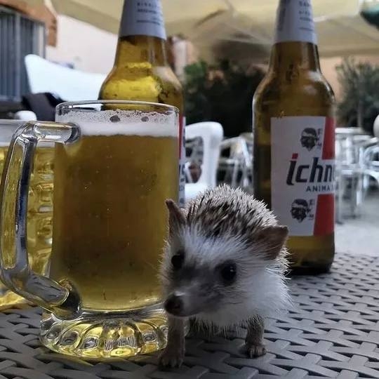 🦔День пьяного ёжика отмечается сегодня.
Вы знаете, ко...