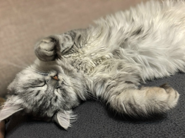 Богиня дивана- Шушечка❤️грация , харизма , обаяние- эт?...