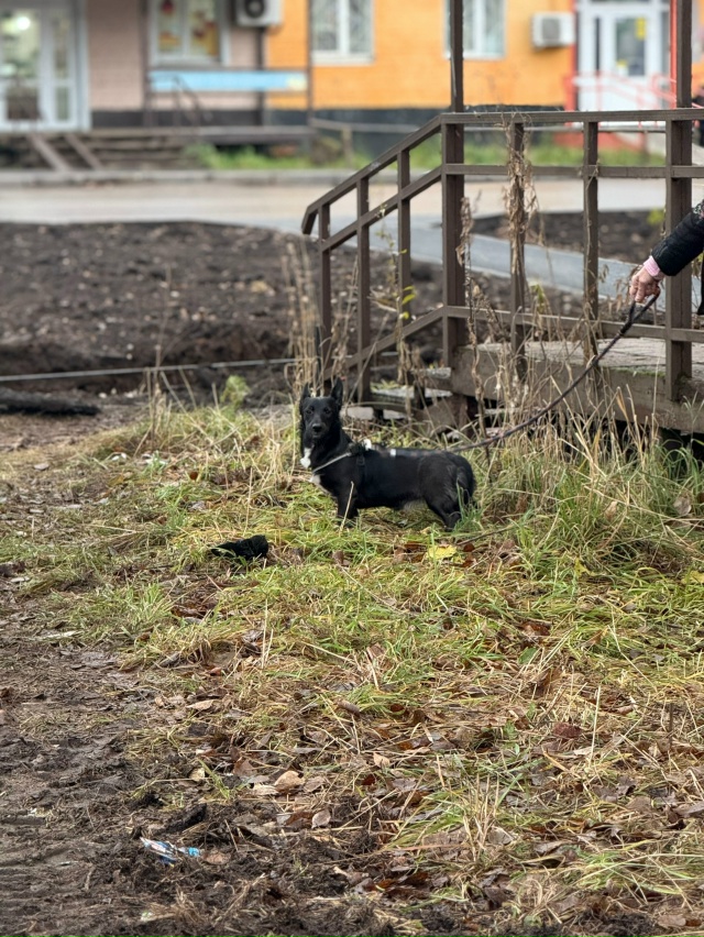 Очень срочно ищут любящих хозяев 4 щенка из расселяемо?...