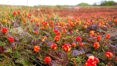 Как варить морошковое варенье? Дайте рецепт, не умею, Ч?...