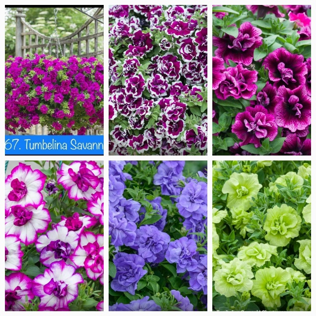 Предлагаю выращенные с любовью садовые вегетативные ц...