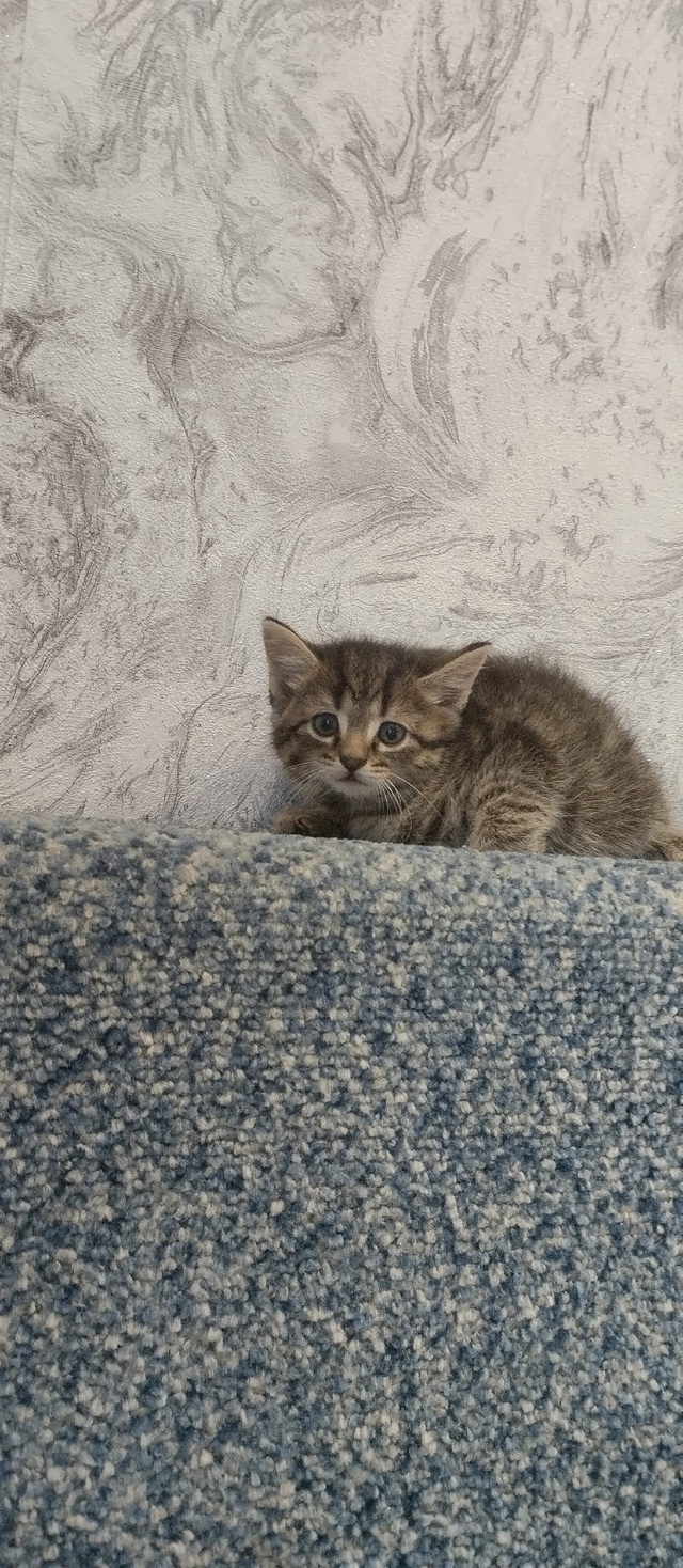 Отдадим котят в добрые руки. К лотку приучены. Тел: 89010858...
