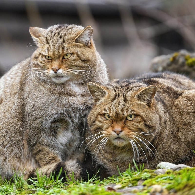 Перед вами европейский лесной кот (Felis silvestris) — это небольшая скрытная дикая кошка, которая ж