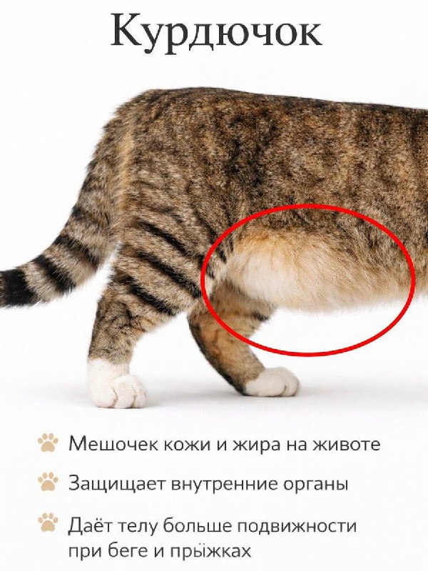 Пацаны, запоминайте! Не пивное пузо, а...