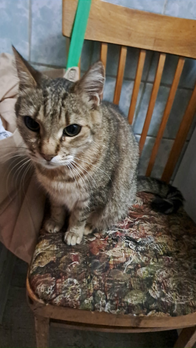 Помогите пожалуйста найти!!!Может кто видел...Котик рыж?...