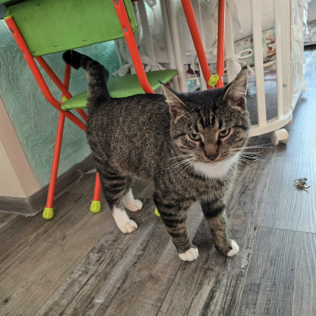 Никто не терял кота? Нашли на СНТ Мичурина 2-3 . Молодой к...