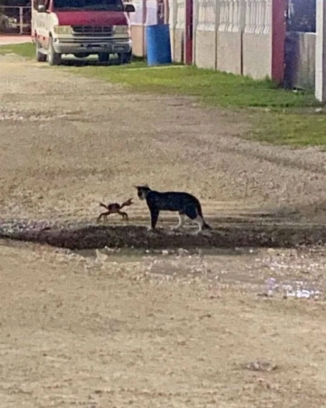 Доброе утро и хорошей недели котаны