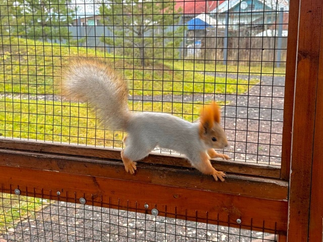Милые обитательницы Дулевского парка уже сменили шубк...