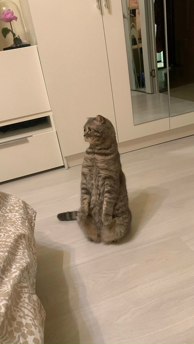 А давайте запустим интерактив домашних питомцев! Попи?...