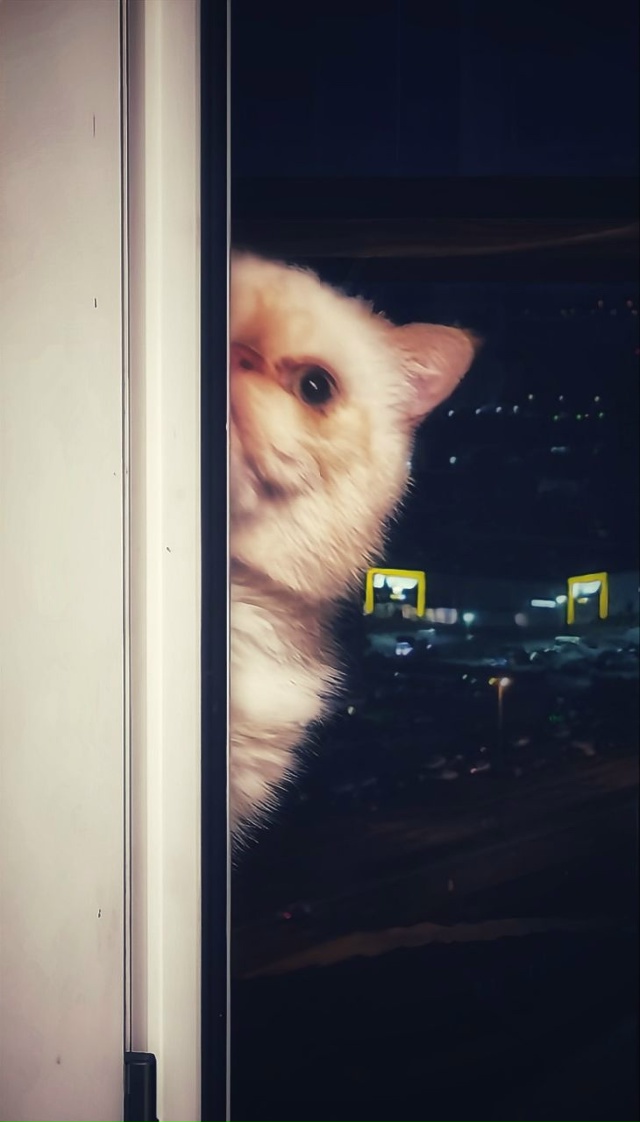 Сажик. Солнечный котик-экзотик. Постоянно на чиле. Если...